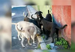 Maltrato animal debe denunciarse