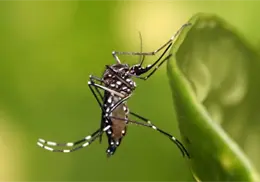 Detectan 21 nuevos casos de dengue en Sonora