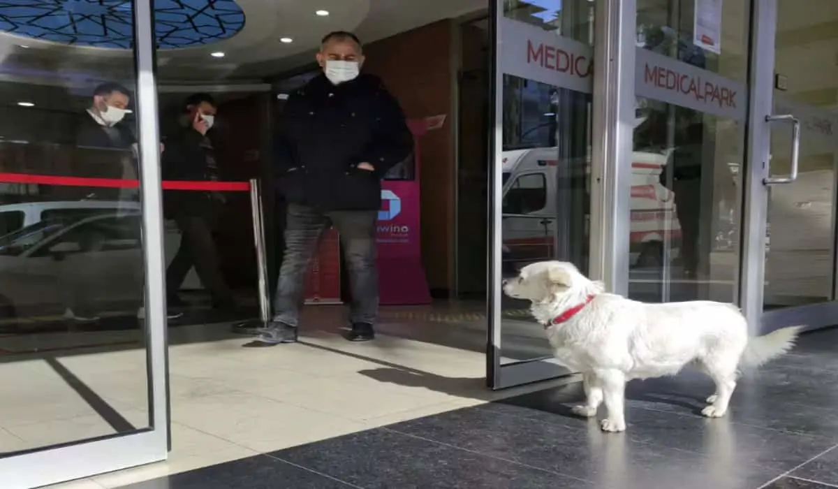 La mascota frente al hospital donde estaba su dueño