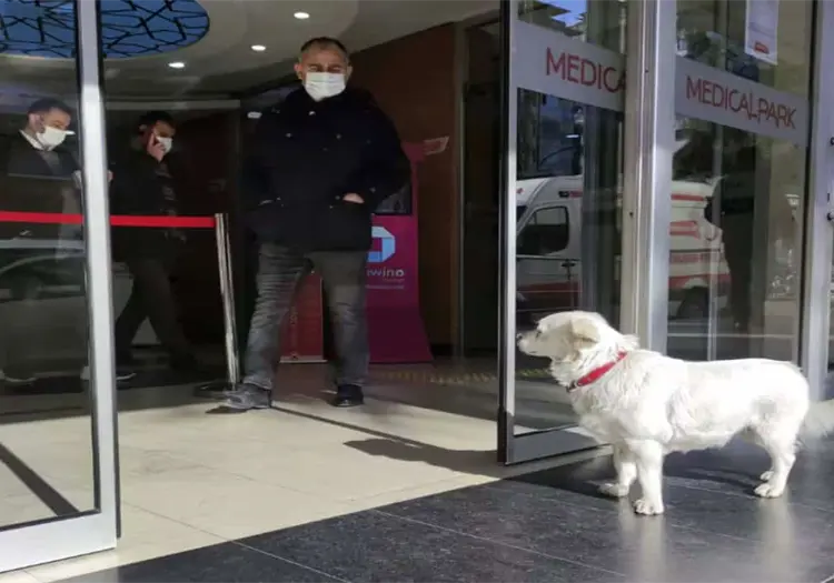 Boncuk, la perrita que esperó seis días frente a un hospital por su dueño - VIDEO