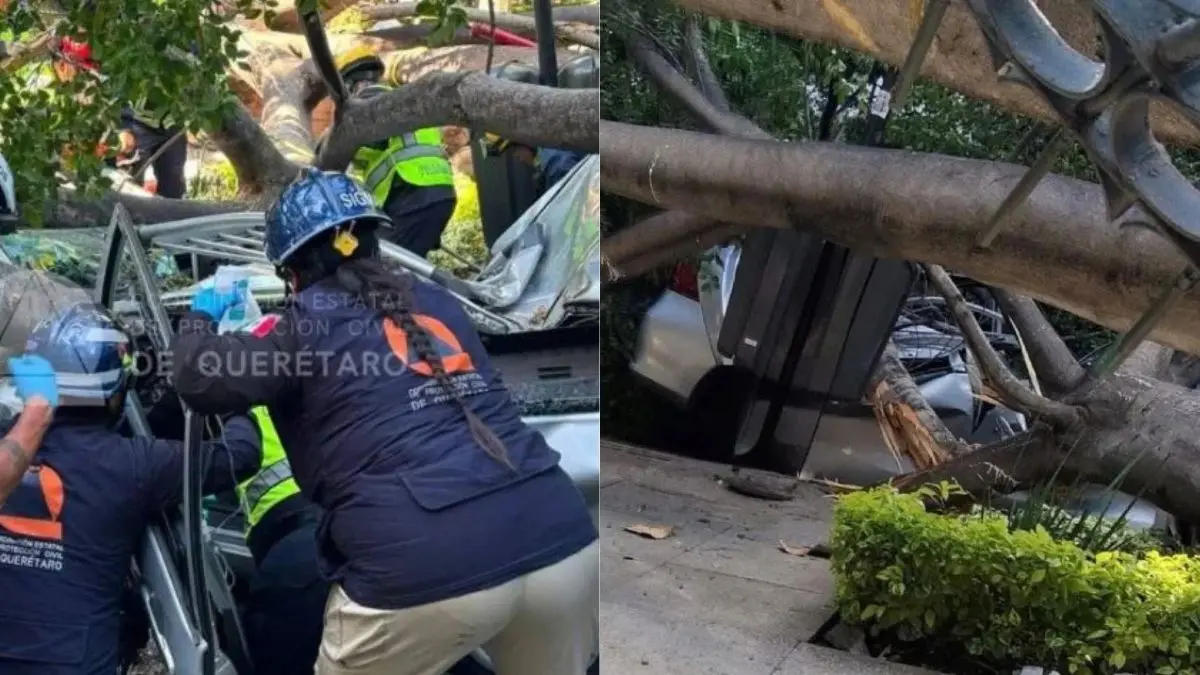 Enorme árbol se desploma sobre varios vehículos en Querétaro; conductor muere atrapado