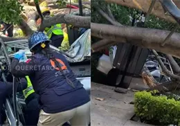 Enorme árbol se desploma sobre varios vehículos en Querétaro; conductor muere atrapado