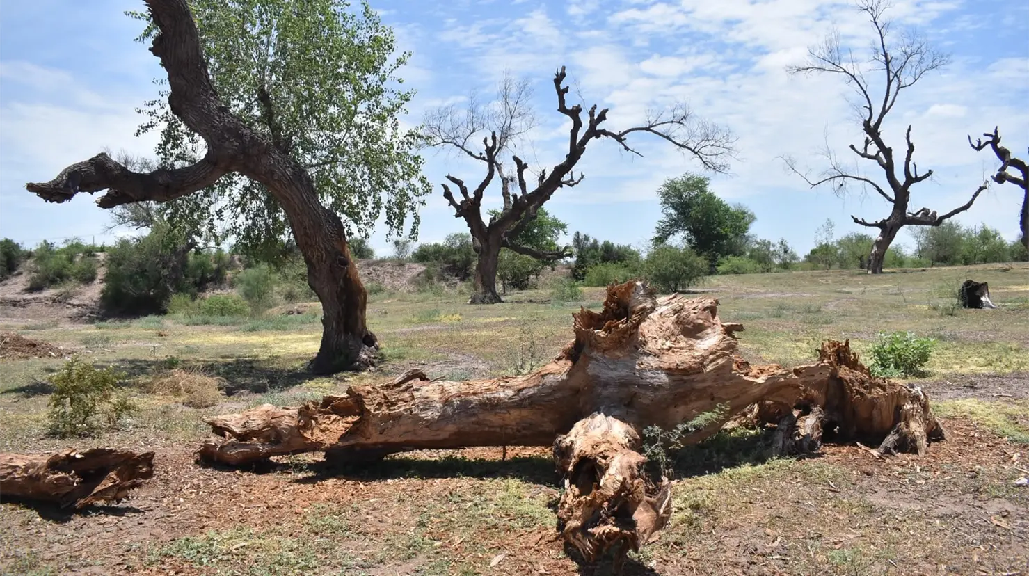 Sobreexplotación del acuífero, un detonante para la mortandad de árboles del Río Mayo