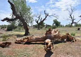 Sobreexplotación del acuífero, un detonante para la mortandad de árboles del Río Mayo Sobreexplotación del acuífero, un detonante para la mortandad de árboles del Río Mayo