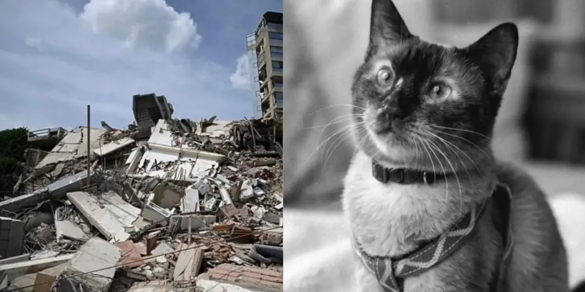 Félix permaneció 37 días bajo los escombros antes de ser rescatado; sus últimos momentos los pasó acompañado por veterinarios y su dueña. (fotos/ BBC News)