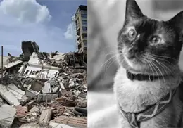 Murió Félix, el gato que conmovió a Venezuela tras sobrevivir 37 días entre escombros Murió Félix, el gato que conmovió a Venezuela tras sobrevivir 37 días entre escombros