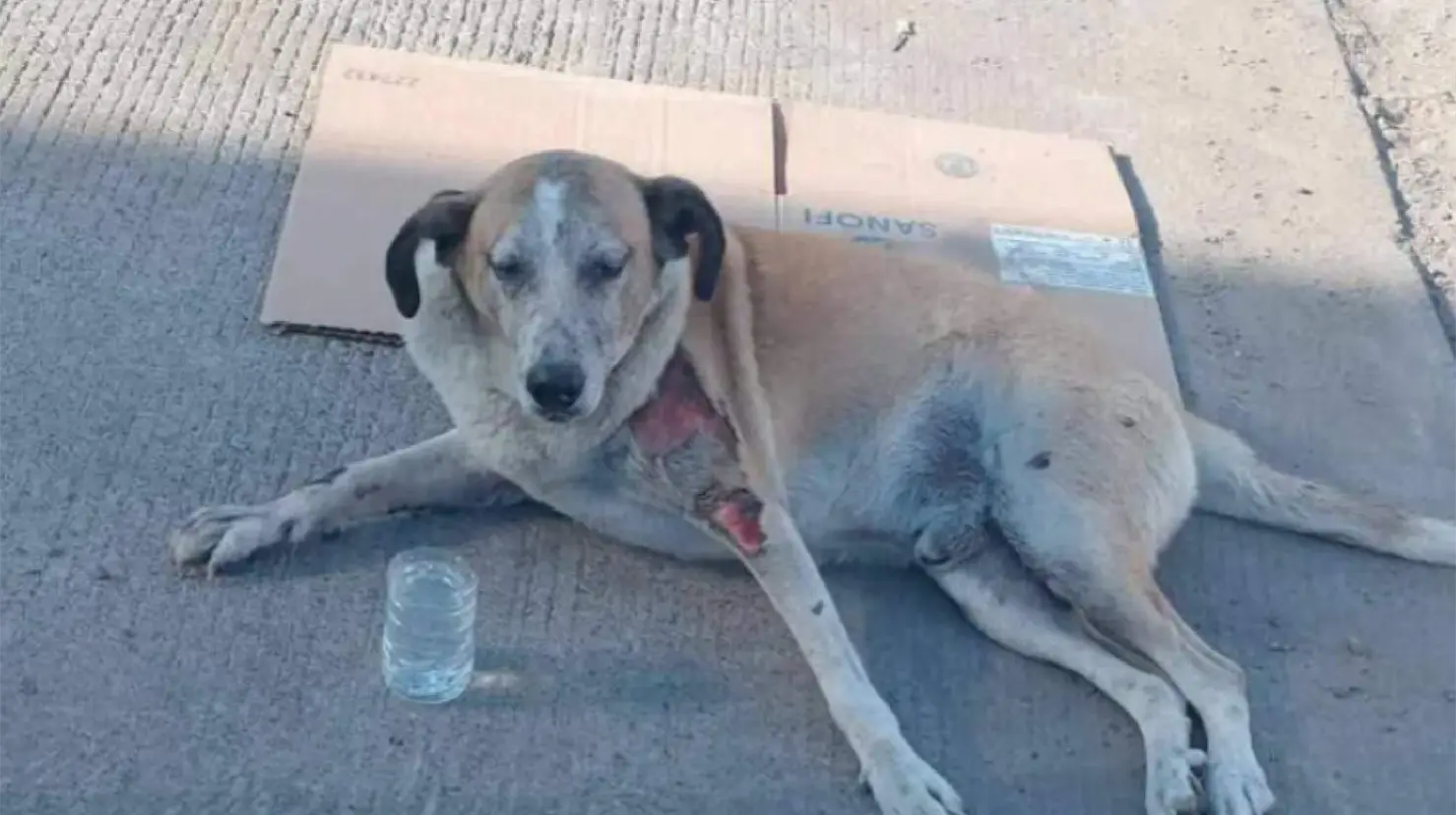 Cajeme no se sumaría a marcha por la defensa de los animales
