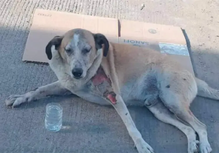 Cajeme no se sumaría a marcha por la defensa de los animales