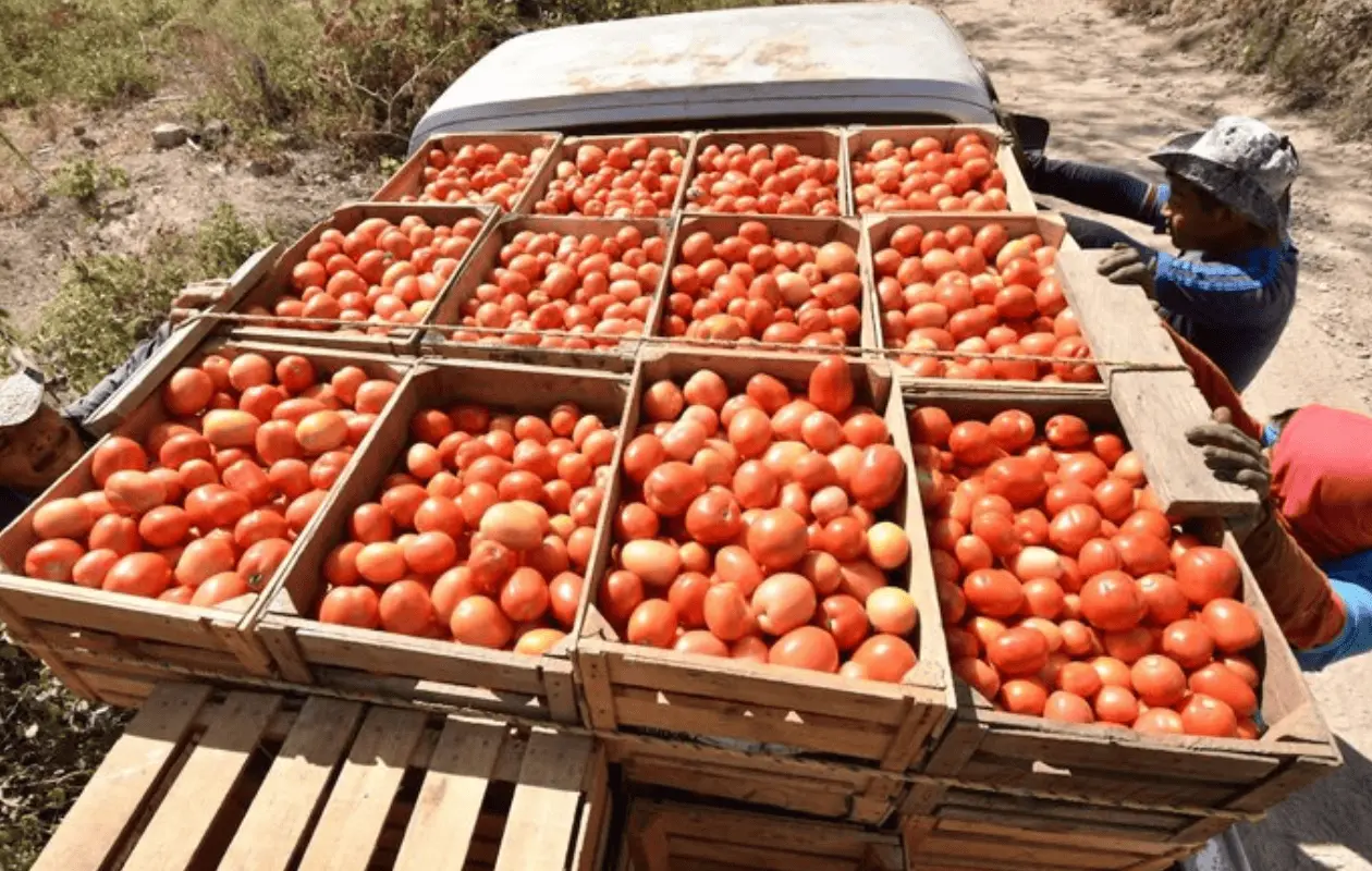 EU mantiene arancel antidumping al tomate mexicano pese a cambios en el mercado