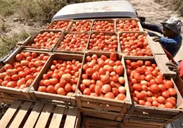 EU mantiene arancel antidumping al tomate mexicano pese a cambios en el mercado