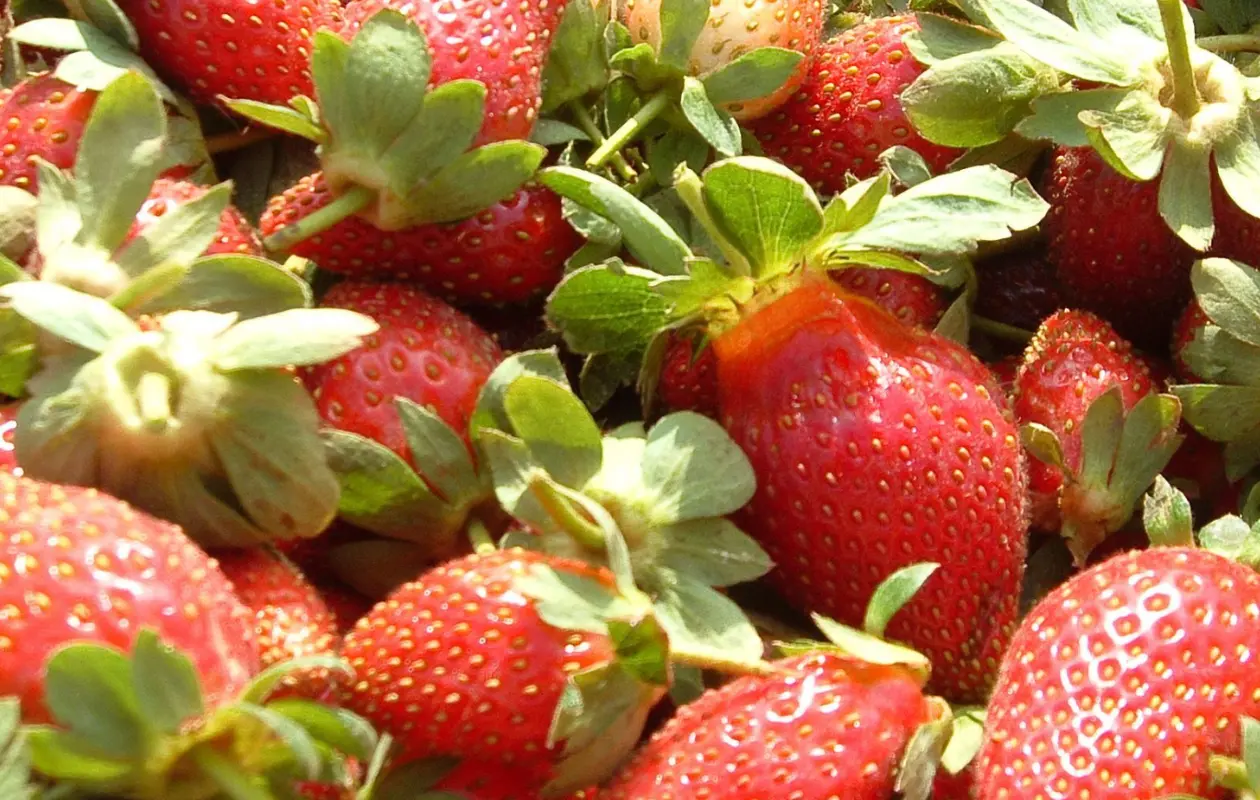 EU evalúa cuotas de hasta 5.28% para fresas mexicanas; Economía alerta por impacto