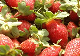 EU evalúa cuotas de hasta 5.28% para fresas mexicanas; Economía alerta por impacto