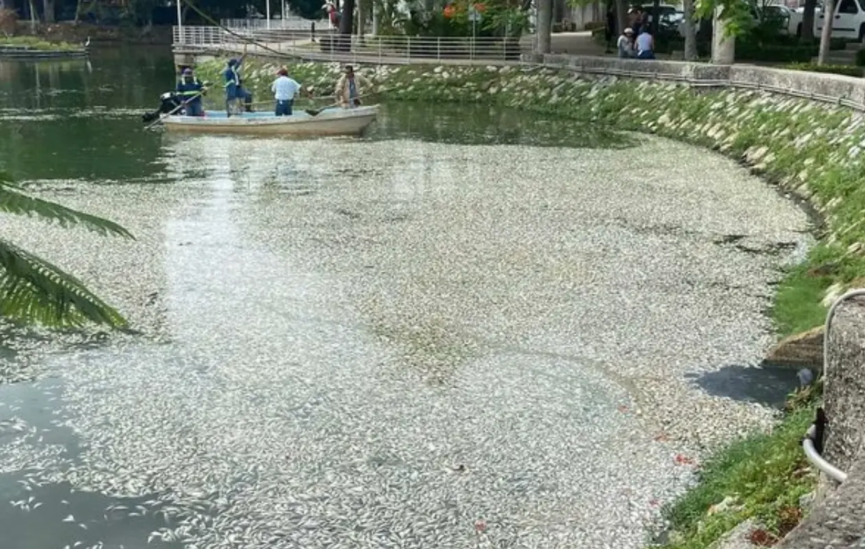 Cientos de peces mueren en la Laguna de las Ilusiones en Tabasco