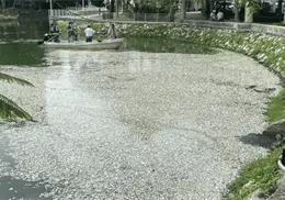 Cientos de peces mueren en la Laguna de las Ilusiones en Tabasco Cientos de peces mueren en la Laguna de las Ilusiones en Tabasco