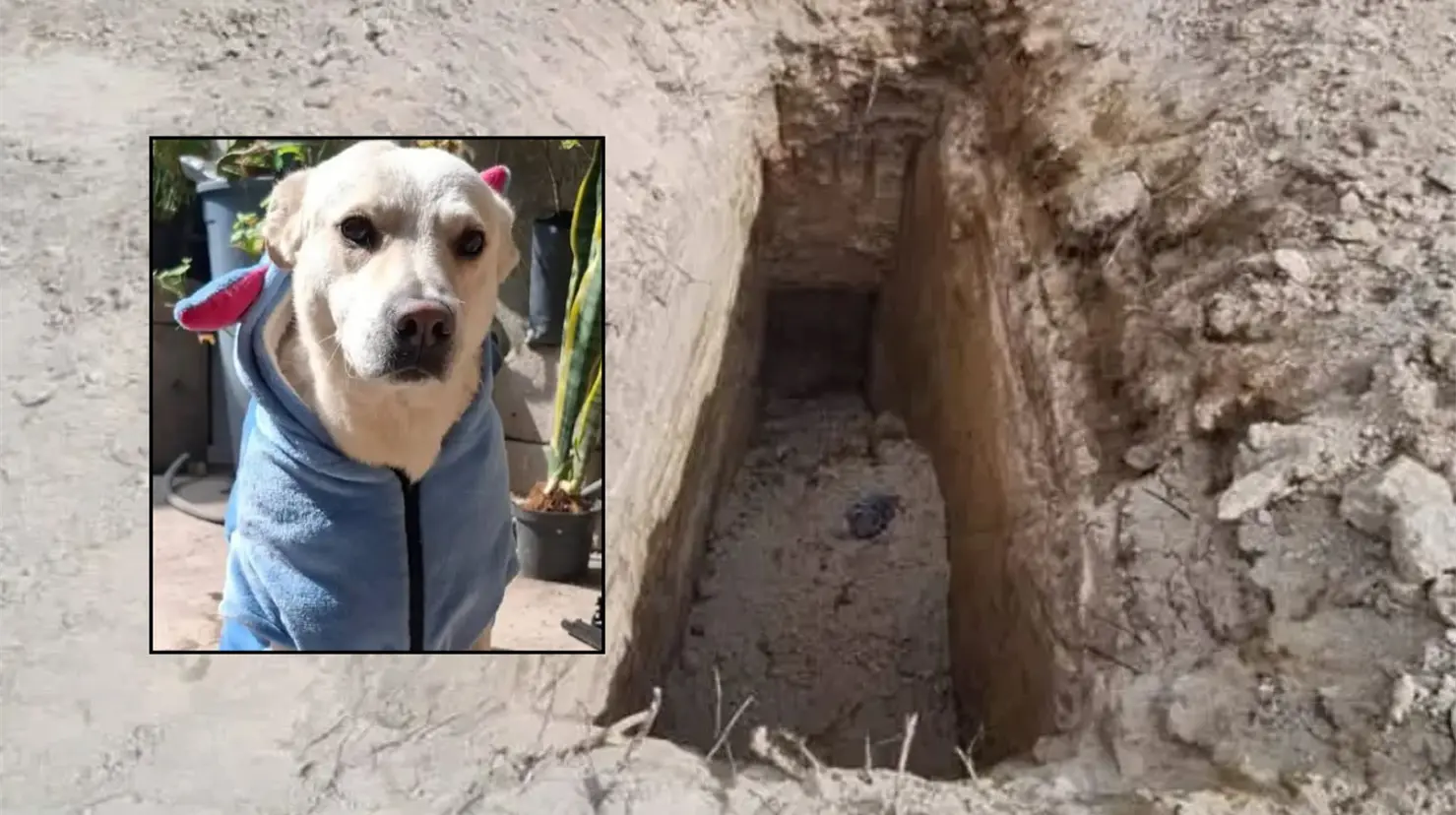 Mujer buscaba a su mascota “Chilaquil” y halló fosas clandestinas con restos de perros en Puebla