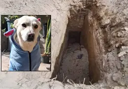 Mujer buscaba a su mascota “Chilaquil” y halló fosas clandestinas con restos de perros en Puebla
