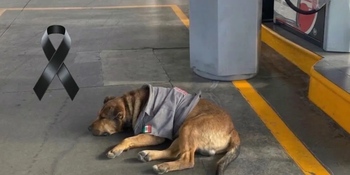 La historia del canino trascendió las calles de Toluca y generó muestras de cariño entre quienes convivieron con él durante su estancia en el establecimiento.