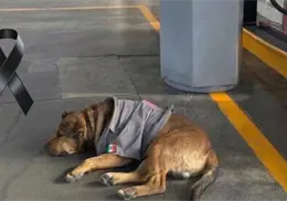 Murió Solovino, el perrito despachador de gasolina Murió Solovino, el perrito despachador de gasolina