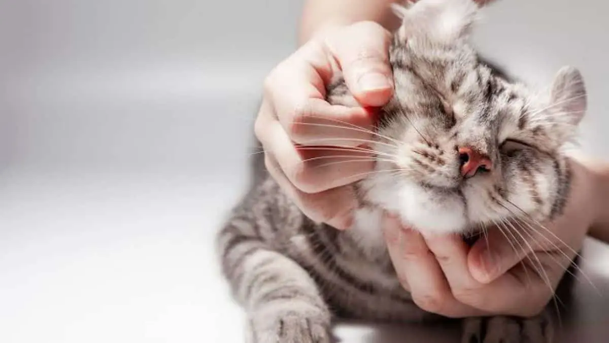 ¿Por qué los gatos prefieren a quienes los ignoran? Veterinario explica la curiosa razón