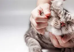 ¿Por qué los gatos prefieren a quienes los ignoran? Veterinario explica la curiosa razón
