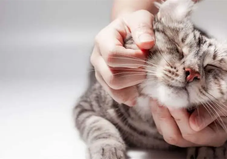 ¿Por qué los gatos prefieren a quienes los ignoran? Veterinario explica la curiosa razón
