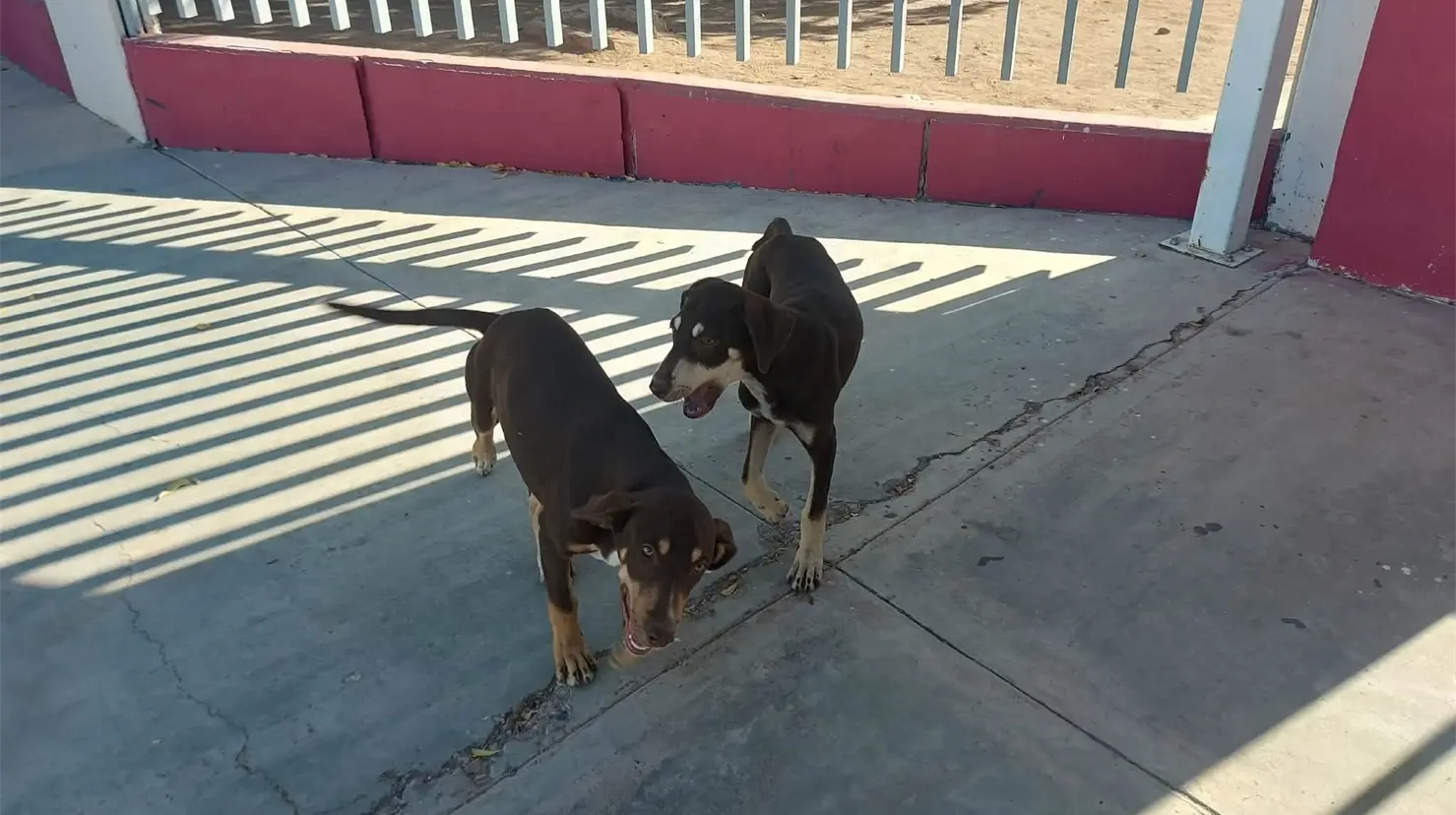 Llama Milagro Canino a reforzar prevención por gusano barrenador