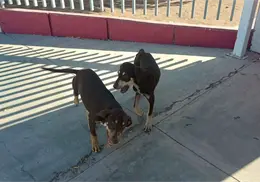Llama Milagro Canino a reforzar prevención por gusano barrenador Llama Milagro Canino a reforzar prevención por gusano barrenador