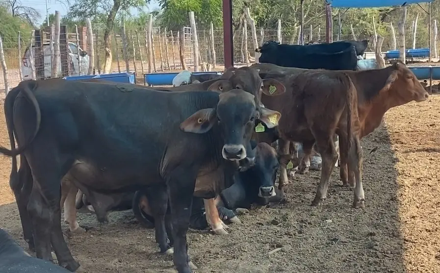 Piden a rancheros del Mayo reforzar vigilancia