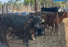 Piden a rancheros del Mayo reforzar vigilancia