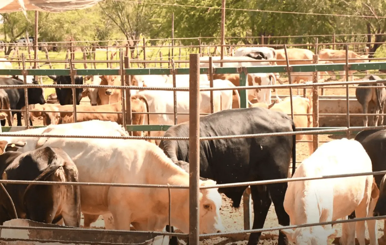 Senasica intensifica acciones contra gusano barrenador en Sonora