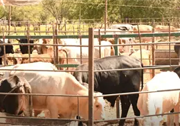 Senasica intensifica acciones contra gusano barrenador en Sonora Senasica intensifica acciones contra gusano barrenador en Sonora