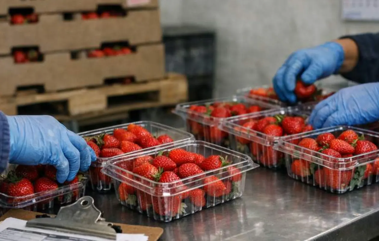 Dumping a fresas mexicanas amenaza a miles de productores, alerta Economía