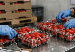 Dumping a fresas mexicanas amenaza a miles de productores, alerta Economía Dumping a fresas mexicanas amenaza a miles de productores, alerta Economía