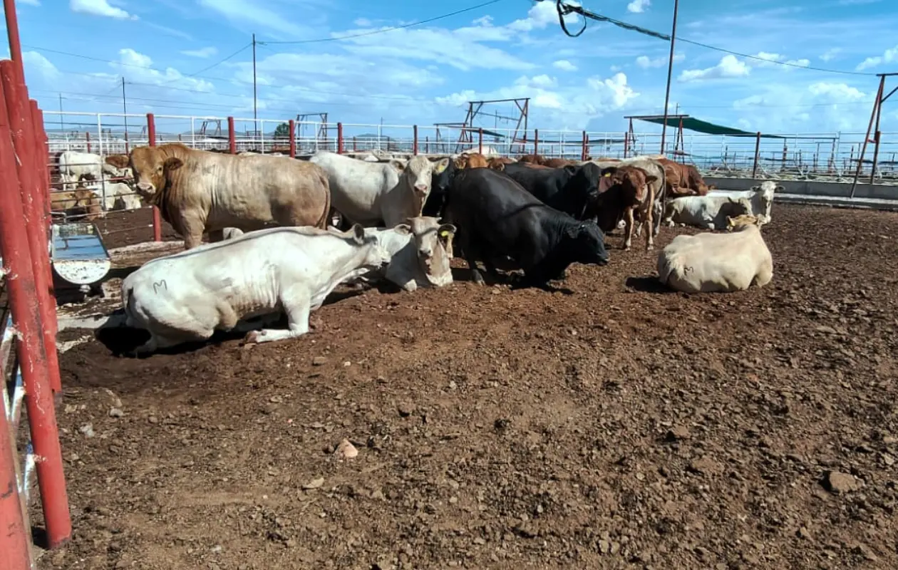 Sonora reanudará este lunes exportación de ganado a Estados Unidos