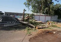 Cae árbol en Técnica 2 de Ciudad Obregón; no afectará inicio del ciclo escolar