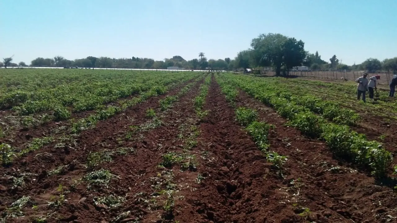 Inicia siembra de hortalizas en el Mayo