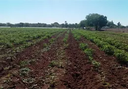 Inicia siembra de hortalizas en el Mayo