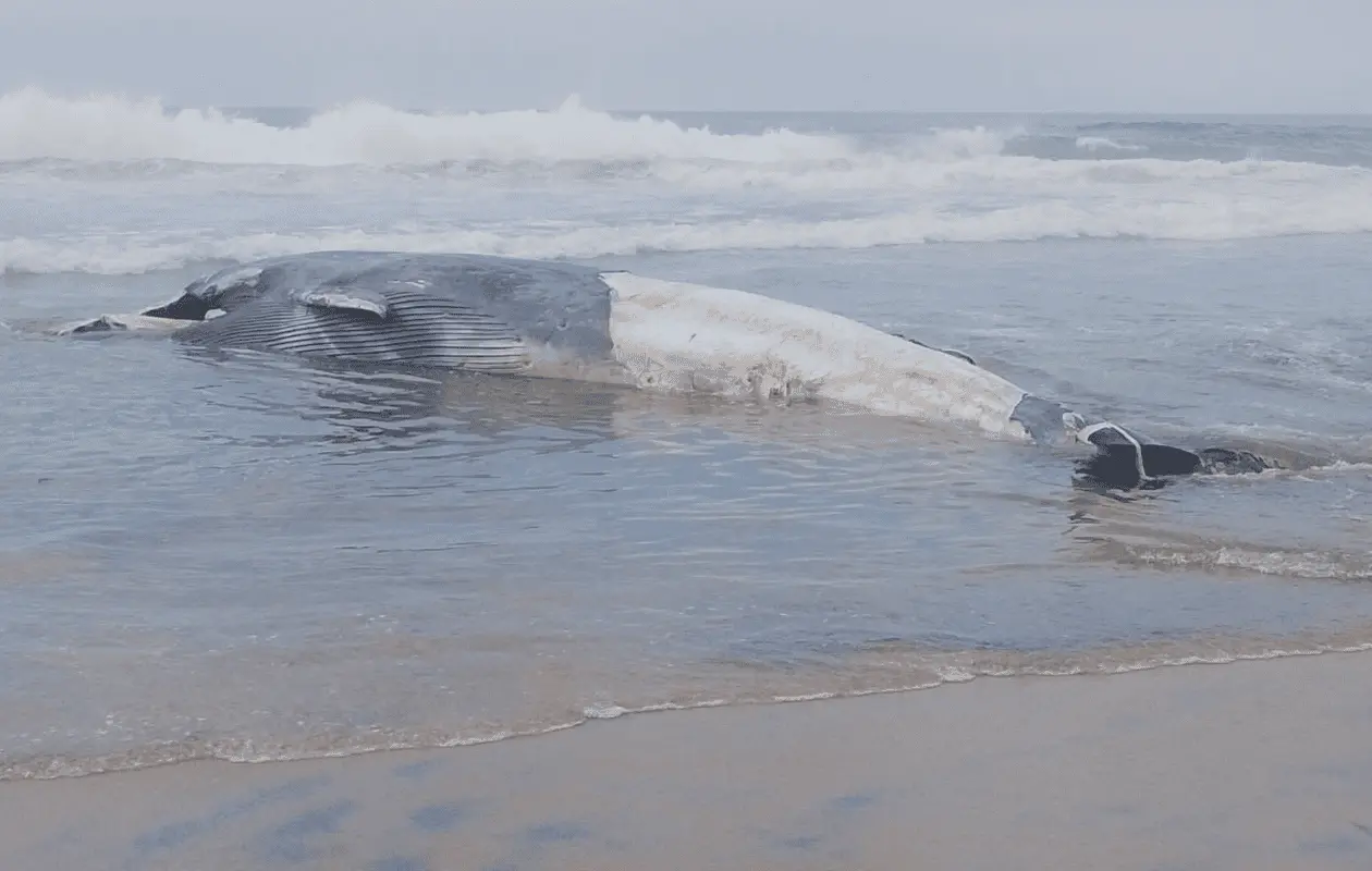 Ballena de 12 metros es hallada sin vida en playa de Tijuana; Profepa investiga