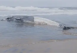 Ballena de 12 metros es hallada sin vida en playa de Tijuana; Profepa investiga