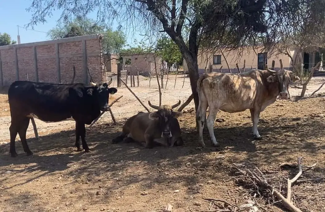 Hatos ganaderos se han reducido en Navojoa