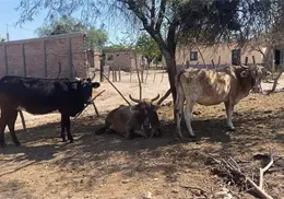 Hatos ganaderos se han reducido en Navojoa