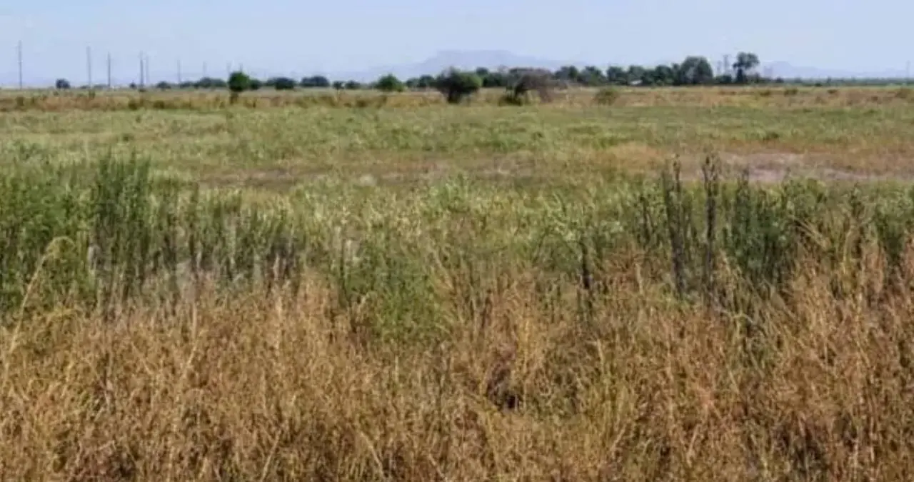 Llama Cemac a innovar ante la crisis agrícola