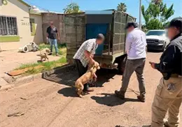 Fiscalía rescata caninos maltratados en Ciudad Obregón