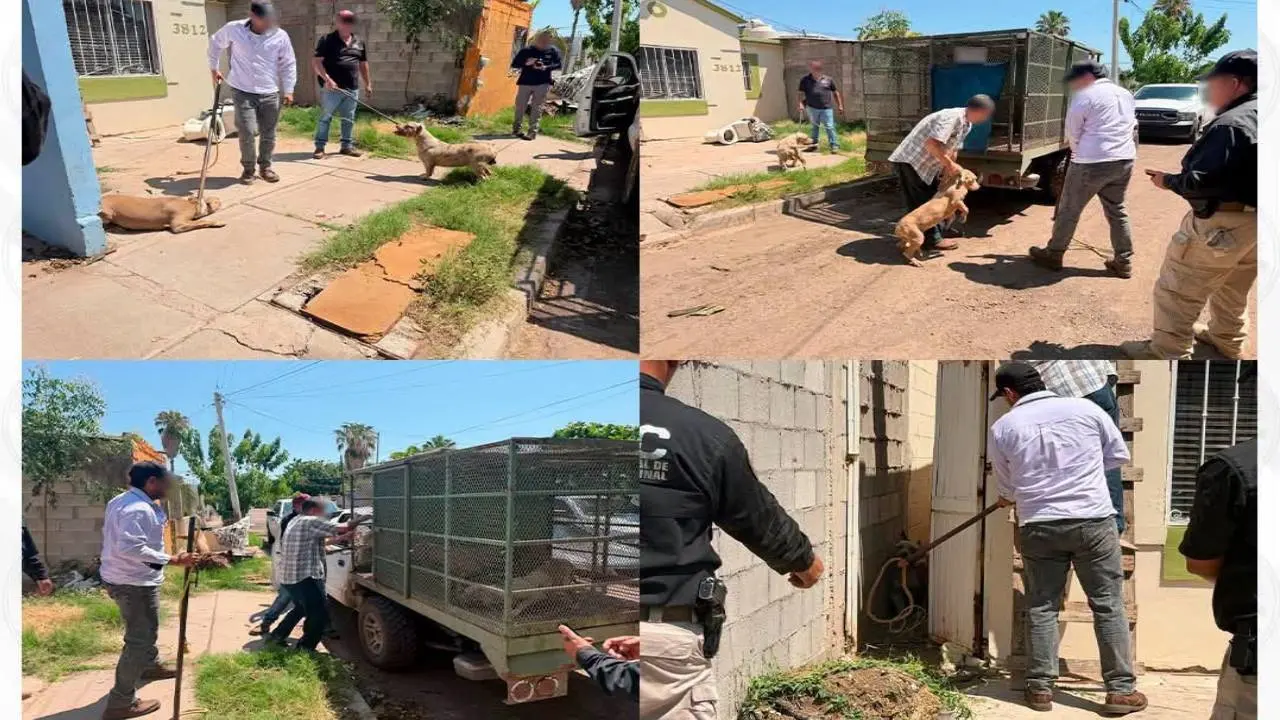 Fiscalía rescata perros maltratados en Ciudad Obregón; además, localizan a uno sin vida