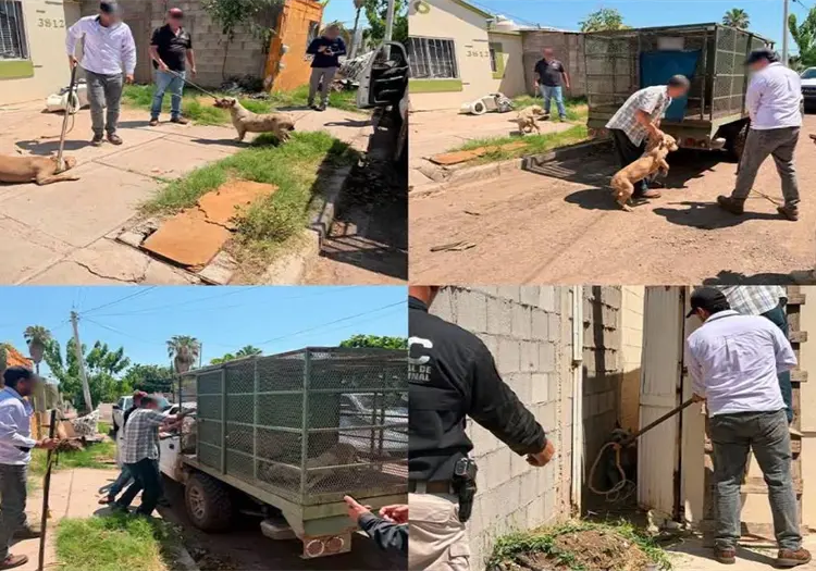 Fiscalía rescata perros maltratados en Ciudad Obregón; además, localizan a uno sin vida