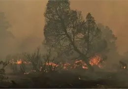 Altas temperaturas disparan incendios de pastizales en Tamaulipas; sensación térmica podría alcanzar los 47 grados