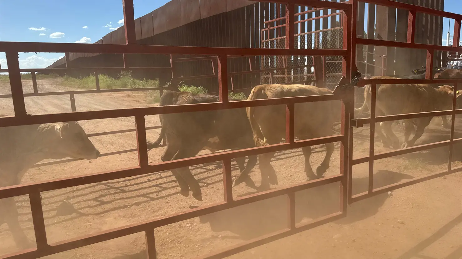 Luego de dos años de permanecer cerrada la frontera con Estados Unidos para la exportación de ganado, el pasado 24 de agosto se realizó la reapertura por parte de las autoridades