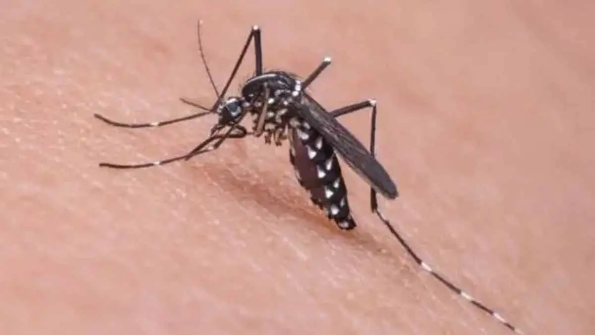 Da tregua el dengue
