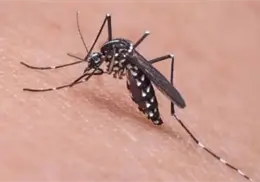 Da tregua el dengue