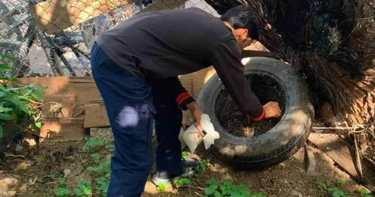 Disminuyen casos de dengue en Sonora; Salud pide reforzar prevención en hogares